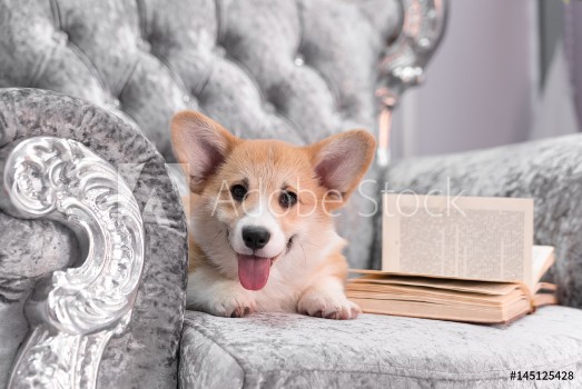 Image de Welsh corgi